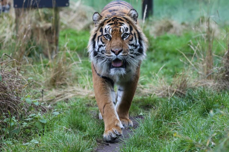 Best zoos in Michigan to visit